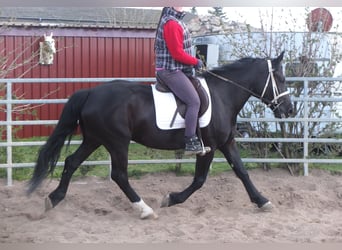 Schweres Warmblut Mix, Stute, 4 Jahre, 157 cm, Rappe