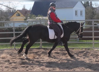 Schweres Warmblut Mix, Stute, 4 Jahre, 157 cm, Rappe