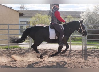 Schweres Warmblut Mix, Stute, 4 Jahre, 157 cm, Rappe