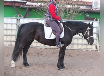 Schweres Warmblut Mix, Stute, 4 Jahre, 157 cm, Rappe