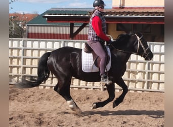 Schweres Warmblut Mix, Stute, 4 Jahre, 157 cm, Rappe