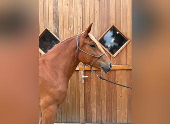 Schweres Warmblut, Stute, 4 Jahre, 158 cm, Fuchs
