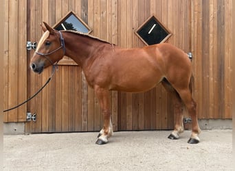 Schweres Warmblut, Stute, 4 Jahre, 158 cm, Fuchs