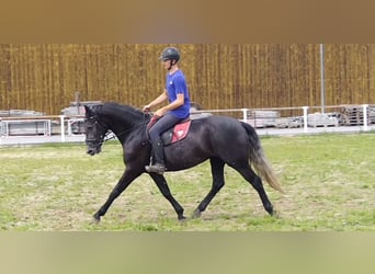 Schweres Warmblut, Stute, 4 Jahre, 163 cm, Rappschimmel