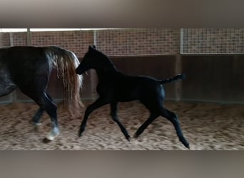Schweres Warmblut, Stute, 4 Jahre, 163 cm, Rappschimmel