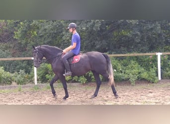 Schweres Warmblut, Stute, 4 Jahre, 163 cm, Rappschimmel