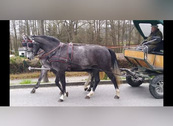 Schweres Warmblut, Stute, 4 Jahre, 164 cm, Schimmel