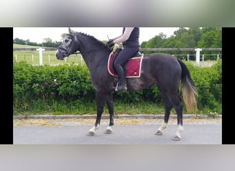 Schweres Warmblut, Stute, 4 Jahre, 164 cm, Schimmel