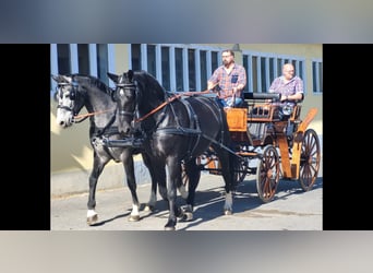 Schweres Warmblut, Stute, 4 Jahre, 164 cm, Schimmel