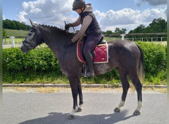 Schweres Warmblut, Stute, 4 Jahre, 164 cm, Schimmel