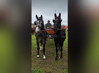 Schweres Warmblut, Stute, 4 Jahre, 164 cm, Schimmel