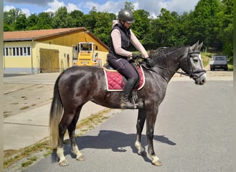 Schweres Warmblut, Stute, 4 Jahre, 164 cm, Schimmel