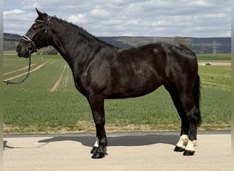 Schweres Warmblut, Stute, 4 Jahre, 167 cm, Rappe