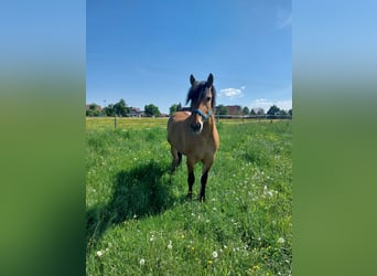 Schweres Warmblut Mix, Stute, 5 Jahre, 153 cm, Falbe