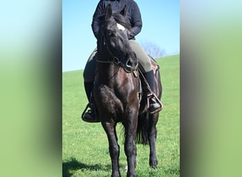 Schweres Warmblut, Stute, 5 Jahre, 160 cm, Rappe
