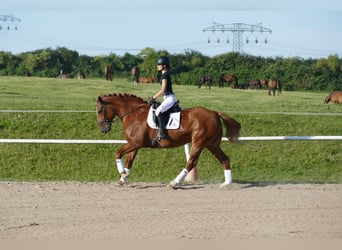Schweres Warmblut, Stute, 5 Jahre, 162 cm, Fuchs
