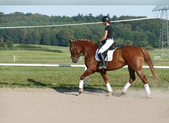 Schweres Warmblut, Stute, 5 Jahre, 162 cm, Fuchs