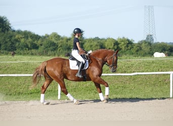 Schweres Warmblut, Stute, 5 Jahre, 162 cm, Fuchs