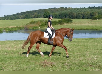 Schweres Warmblut, Stute, 5 Jahre, 162 cm, Fuchs