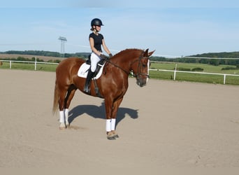 Schweres Warmblut, Stute, 5 Jahre, 162 cm, Fuchs