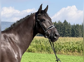 Schweres Warmblut, Stute, 5 Jahre, 162 cm, Rappe