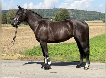 Schweres Warmblut, Stute, 5 Jahre, 162 cm, Rappe