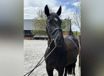 Schweres Warmblut, Stute, 5 Jahre, 164 cm, Rappe