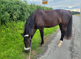 Schweres Warmblut, Stute, 5 Jahre, 164 cm, Schwarzbrauner