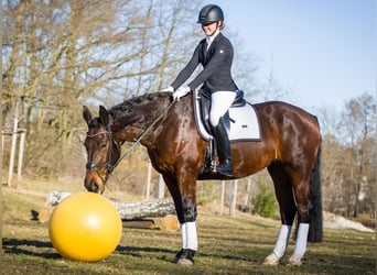 Schweres Warmblut, Stute, 5 Jahre, 165 cm, Brauner