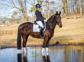 Schweres Warmblut, Stute, 5 Jahre, 165 cm, Brauner