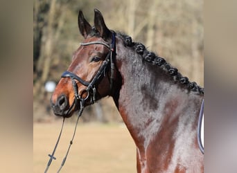 Schweres Warmblut, Stute, 5 Jahre, 165 cm, Brauner