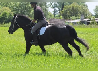 Schweres Warmblut Mix, Stute, 5 Jahre, 165 cm, Rappe