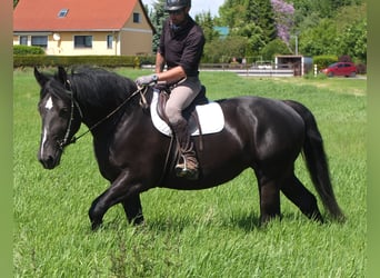 Schweres Warmblut Mix, Stute, 5 Jahre, 165 cm, Rappe