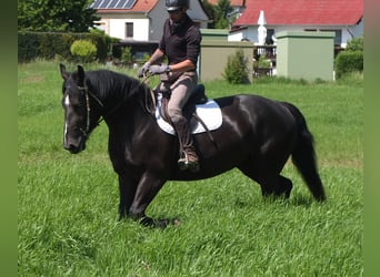 Schweres Warmblut Mix, Stute, 5 Jahre, 165 cm, Rappe