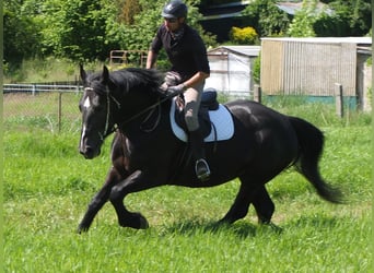 Schweres Warmblut Mix, Stute, 5 Jahre, 165 cm, Rappe