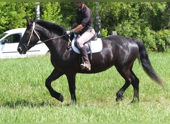 Schweres Warmblut Mix, Stute, 5 Jahre, 165 cm, Rappe