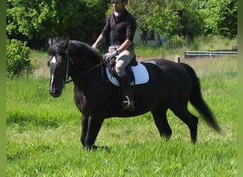Schweres Warmblut Mix, Stute, 5 Jahre, 165 cm, Rappe