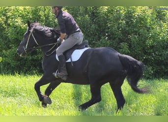 Schweres Warmblut Mix, Stute, 5 Jahre, 165 cm, Rappe