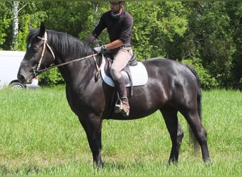 Schweres Warmblut Mix, Stute, 5 Jahre, 165 cm, Rappe