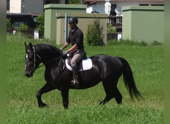 Schweres Warmblut Mix, Stute, 5 Jahre, 165 cm, Rappe