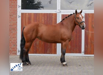 Schweres Warmblut Mix, Stute, 5 Jahre, 167 cm, Brauner