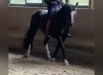 Schweres Warmblut, Stute, 6 Jahre, 161 cm, Rabicano