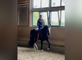 Schweres Warmblut, Stute, 6 Jahre, 161 cm, Rabicano