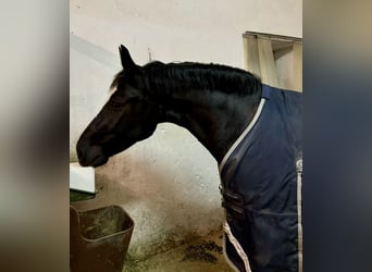 Schweres Warmblut, Stute, 6 Jahre, 161 cm, Rabicano