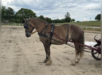 Schweres Warmblut, Stute, 6 Jahre, 163 cm, Dunkelfuchs