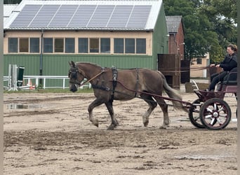 Schweres Warmblut, Stute, 6 Jahre, 163 cm, Dunkelfuchs
