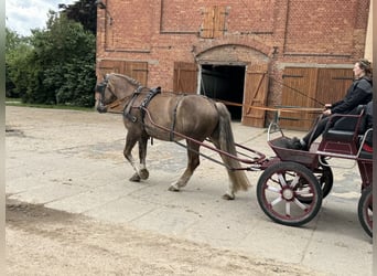Schweres Warmblut, Stute, 6 Jahre, 163 cm, Dunkelfuchs