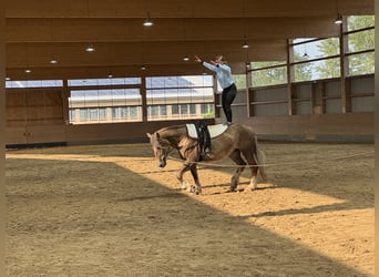 Schweres Warmblut, Stute, 6 Jahre, 163 cm, Dunkelfuchs