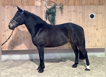 Schweres Warmblut, Stute, 6 Jahre, 164 cm, Dunkelbrauner