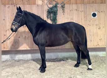 Schweres Warmblut, Stute, 6 Jahre, 164 cm, Dunkelbrauner